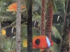 #islands 25/100
